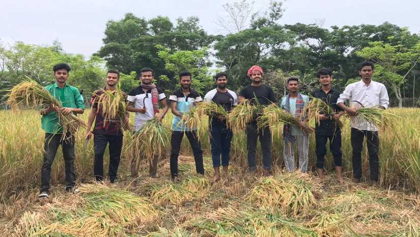 কৃষকের ধান কেটে বাড়ি পৌঁছে দিল নোবিপ্রবি ছাত্রলীগ