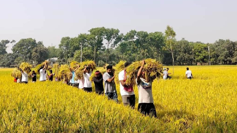 কৃষকের ধান কেটে দিলো হাবিপ্রবি ছাত্রলীগ
