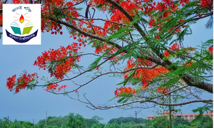 সবার নজর কাড়ে বরিশাল বিশ্ববিদ্যালয়ের প্রতি ঋতুর ভিন্ন ভিন্ন ফুল