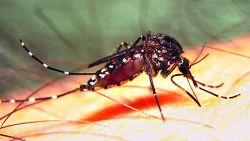 এবার ডেঙ্গুর কোন ভেরিয়েন্ট ছড়াচ্ছে, জানে না স্বাস্থ্য বিভাগ