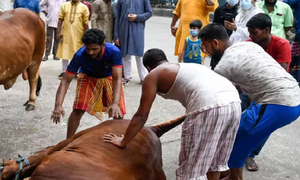 রাজধানীতে কোরবানি দিতে গিয়ে দেড় শতাধিক আহত