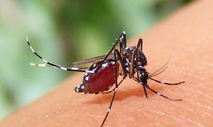 ডেঙ্গুতে রেকর্ড ২২৯২ জন হাসপাতালে