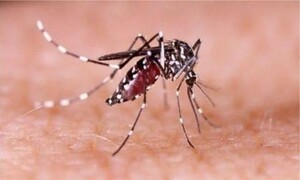 ডেঙ্গু আক্রান্ত হয়ে আরও ১০ জনের মৃত্যু