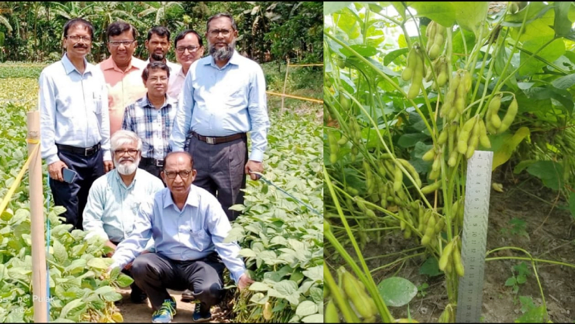 লবণ সহিষ্ণু উচ্চ ফলনশীল সয়াবিনের দুটি জাত উদ্ভাবনে বশেমুরকৃবির সাফল্য