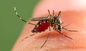 ডেঙ্গুতে আরও ১৫ জনের মৃত্যু, হাসপাতালে ২৯৪৪ 