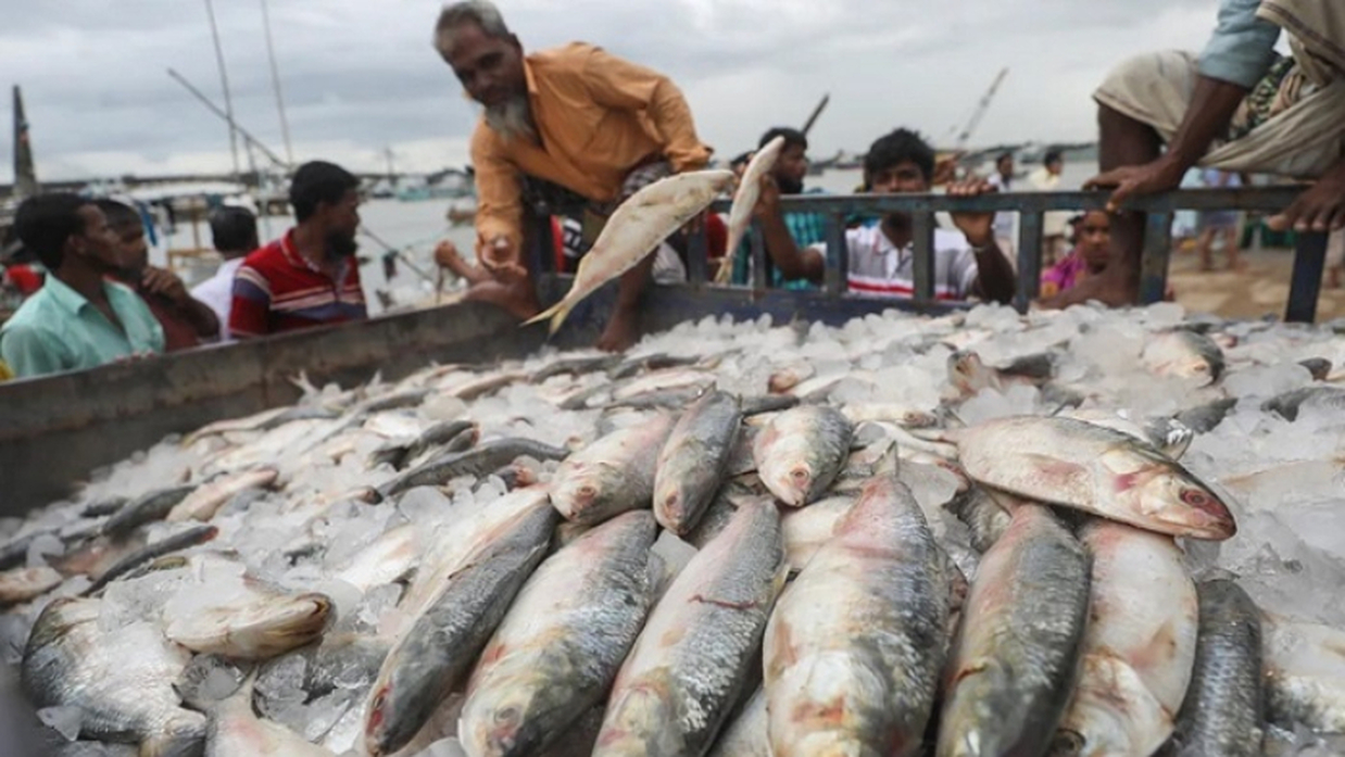 দুর্গাপূজায় ভারতে যাচ্ছে প্রায় ৪ হাজার টন ইলিশ