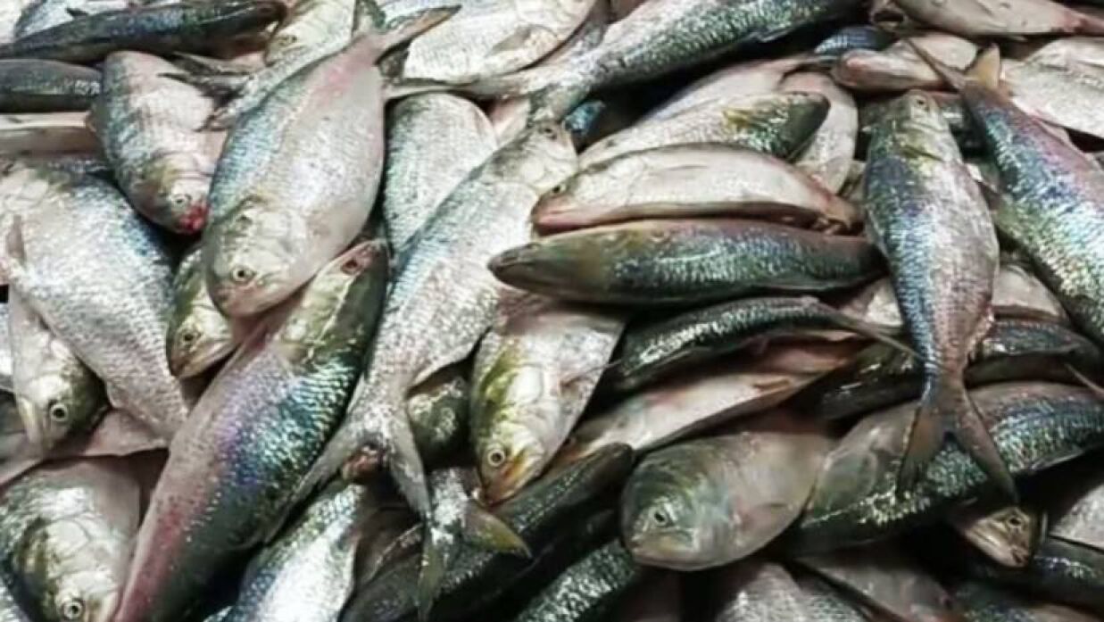 চার বছরে ভারতে রপ্তানি হয়েছে ৫৫৪১ টন ইলিশ