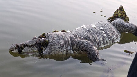 খানজাহান আলী (রহ.) মাজারের কুমিরকে হত্যার অভিযোগ
