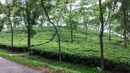 রাঙ্গুনিয়ার চা-বাগানের কথা হয়তো অনেকেরই অজানা