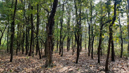 জাবিতে ভবন নির্মাণে কাটা পড়বে দুইশত গাছ, হুমকিতে প্রকৃতি