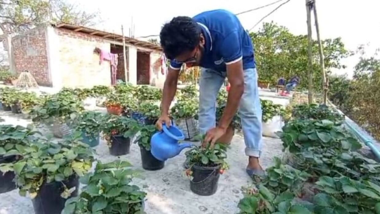 ছাদে স্ট্রবেরি চাষ করে সাড়া ফেলেছেন কলেজছাত্র আসিফ