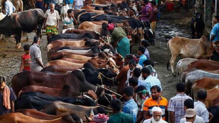 আফতাবনগরে গরুর হাট বসানোর সিদ্ধান্তে হাইকোর্টের স্থগিতাদেশ বহাল