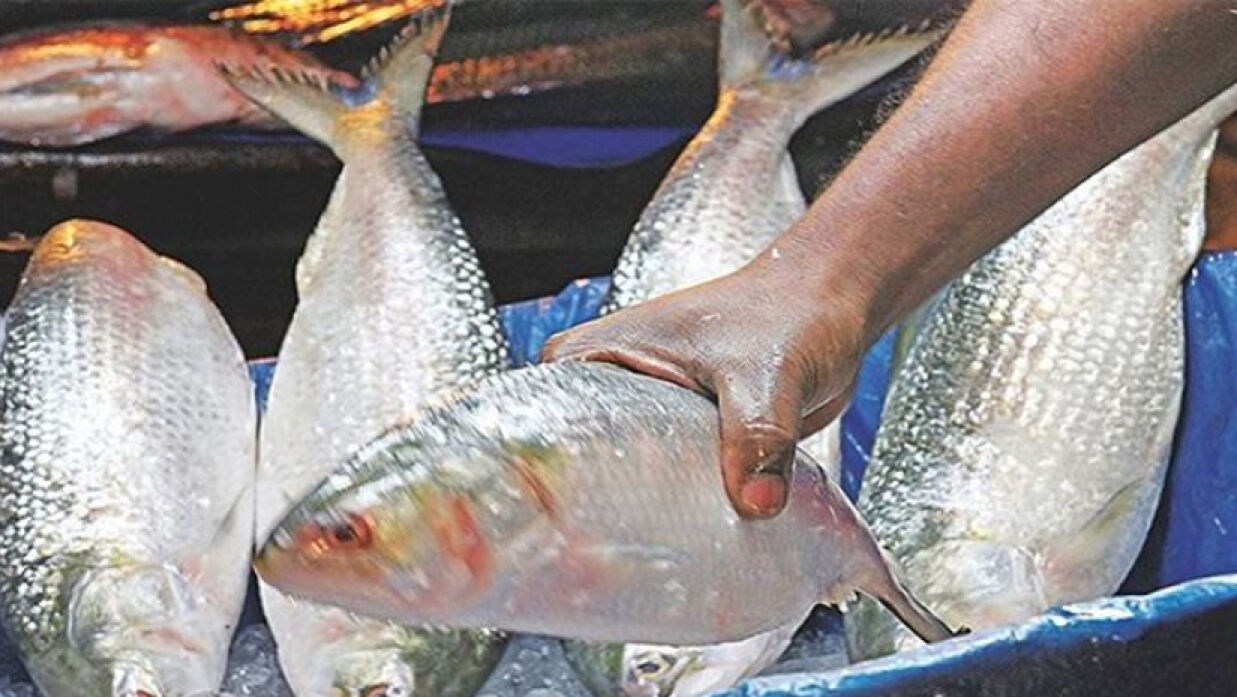 দূর্গাপূজায় ভারতে ইলিশ যাবে না