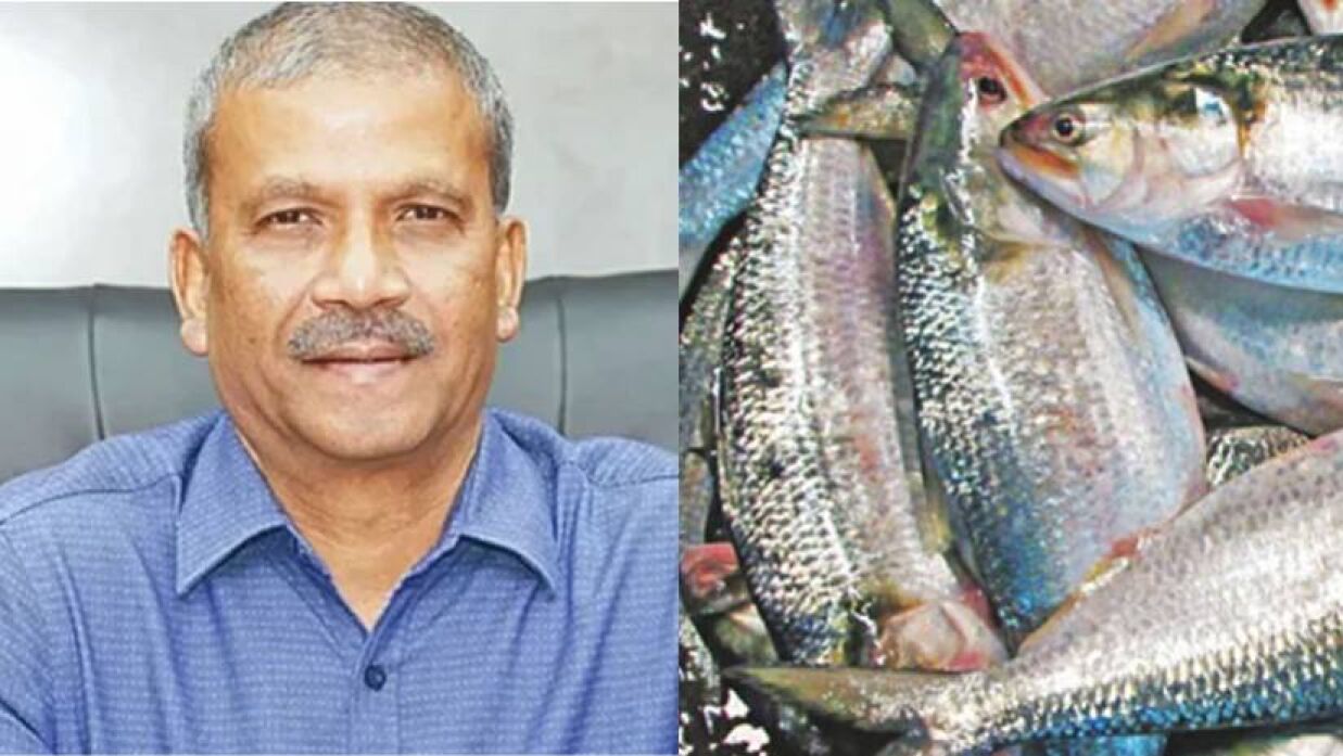 ভারতকে ইলিশ দেওয়া হলো কেন, জানালেন আসিফ নজরুল