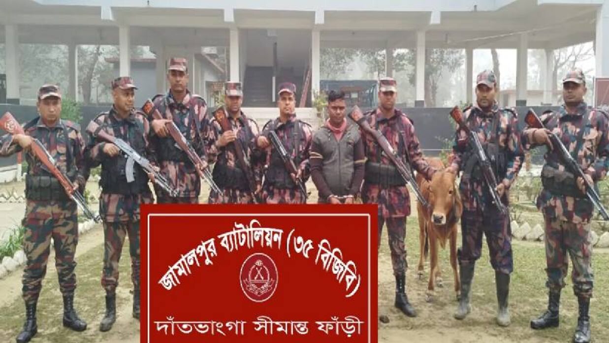 সীমান্তে ভারতীয় গরুসহ সাদ্দাম আটক