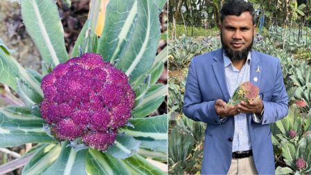 বেগুনি ফুলকপির পাতায় দুধের চেয়ে ৫ গুণ ক্যালসিয়াম: বাকৃবি অধ্যাপক
