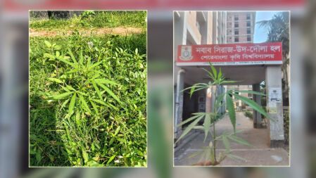 শেকৃবিতে আবাসিক হলগুলোর ফাঁকা জায়গাতেই বেড়ে উঠছে বুনো গাঁজার গাছ