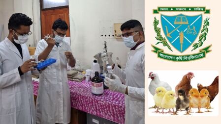 পোল্ট্রি শিল্পে অ্যান্টিবায়োটিক নির্ভরতা কমাবে বাকৃবি গবেষকদের উদ্ভাবিত ‘সল্যুশন’