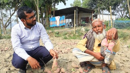 বাকৃবি উদ্ভাবিত মিষ্টি আলুর নতুন জাত আশা দেখাচ্ছে পুষ্টি-উৎপাদনে