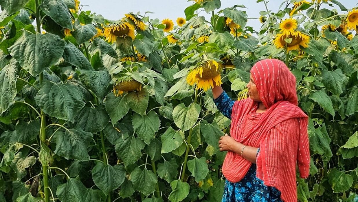 শস্যবিন্যাস পদ্ধতিতে এক জমিতে তিন ফসলের চাষ, ভাগ্য খুলছে চরাঞ্চলের কৃষকের