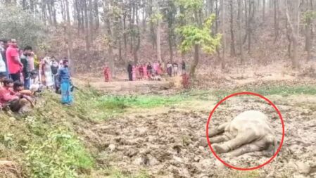 শেরপুরে বৈদ্যুতিক ফাঁদে বন্য হাতির মৃত্যু, আটক ১