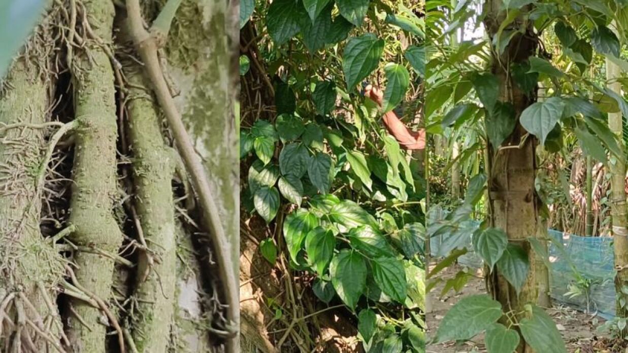 এক চুঁইগাছ থেকেই আয় ৩৫ হাজার টাকা