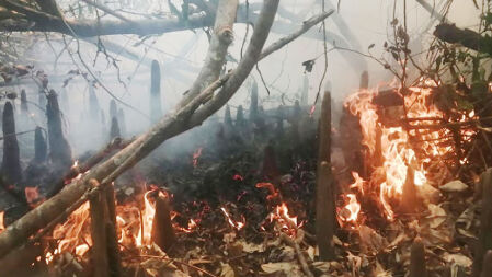 সুন্দরবনে আগুন, আশপাশে পানির উৎস না থাকায় নেভাতে বেগ