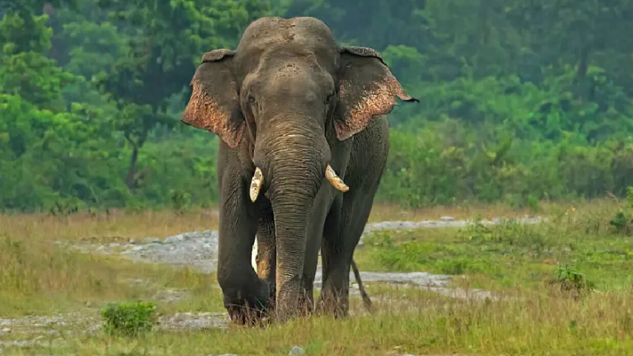 কর্ণফুলীতে হাতির আক্রমণে প্রাণ গেলো ৩ মাসের শিশুর, মা আহত