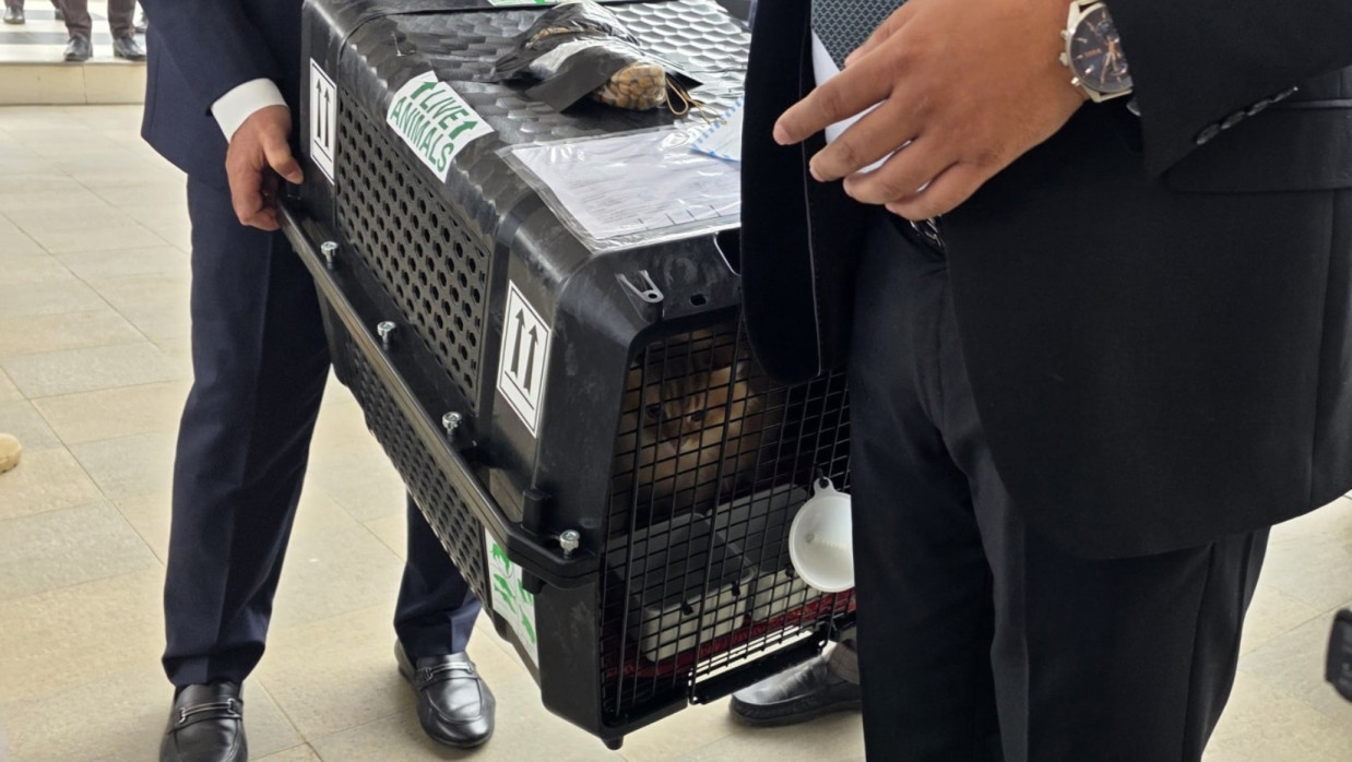 ‘Jebu’ - the Cat