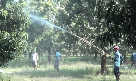 Early Mango Blossoms Spark Fresh Hope for Chapainawabganj Farmers