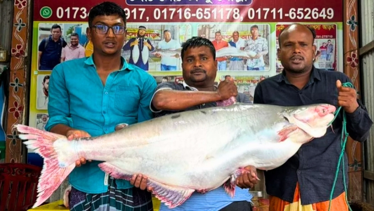 Giant 25kg Pangas in Rajbari