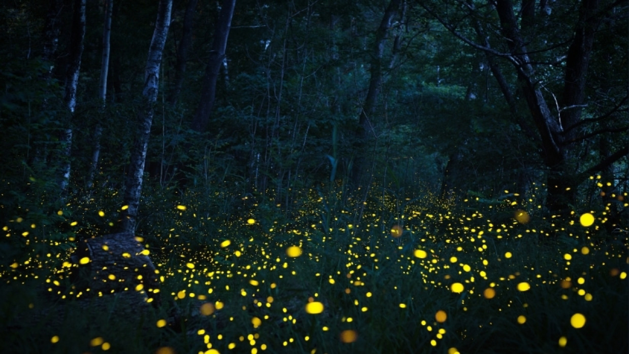 Firefly