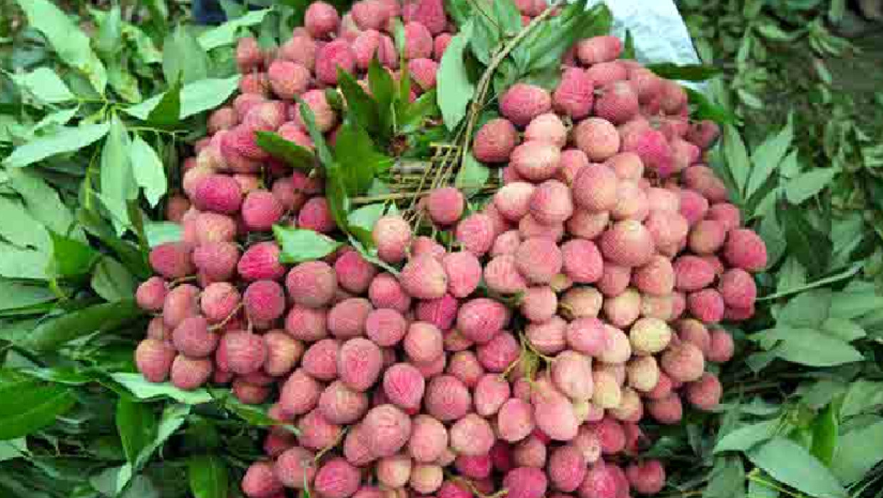 মাগুরার হাজরাপুরী লিচু