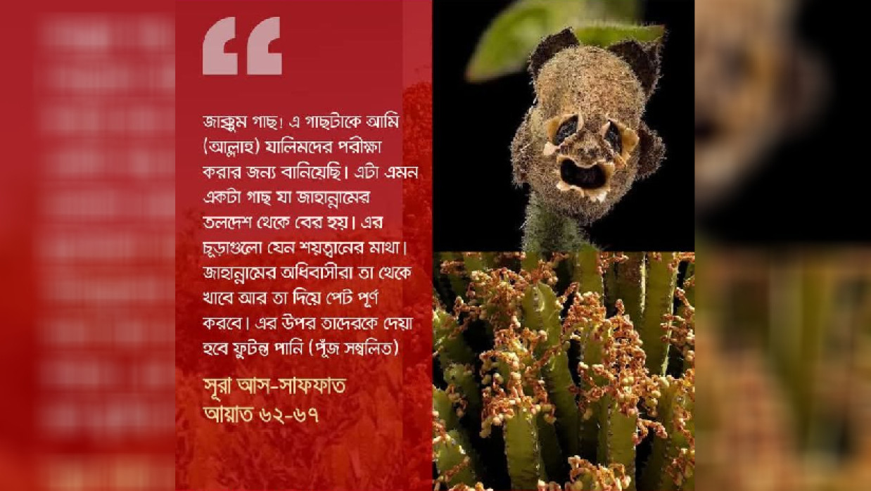 স্ন্যাপড্রাগনের শুকনো বীজের ছবি যাক্কুম গাছ বলে দাবি