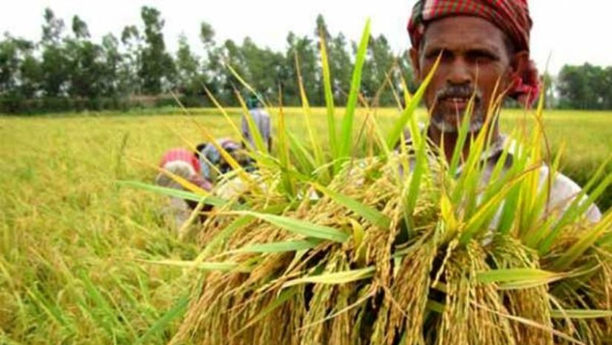 বোরো ধান কাটছে কৃষকরা