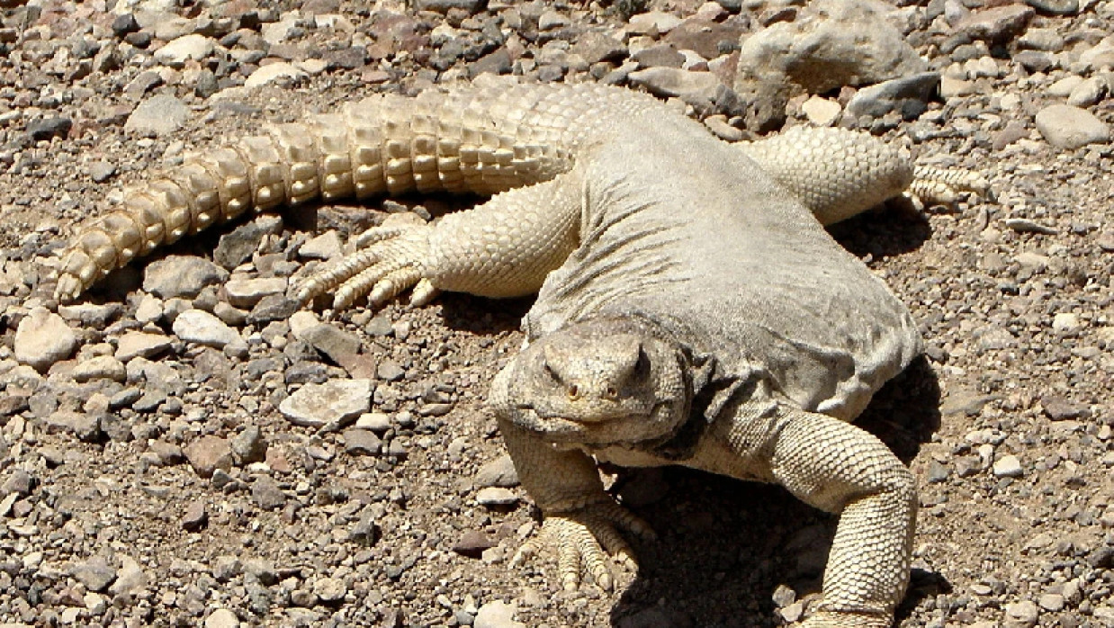 মরুভূমির কাঁটাযুক্ত লেজওয়ালা লিজার্ড ‘সান্ডা’ নামে পরিচিত