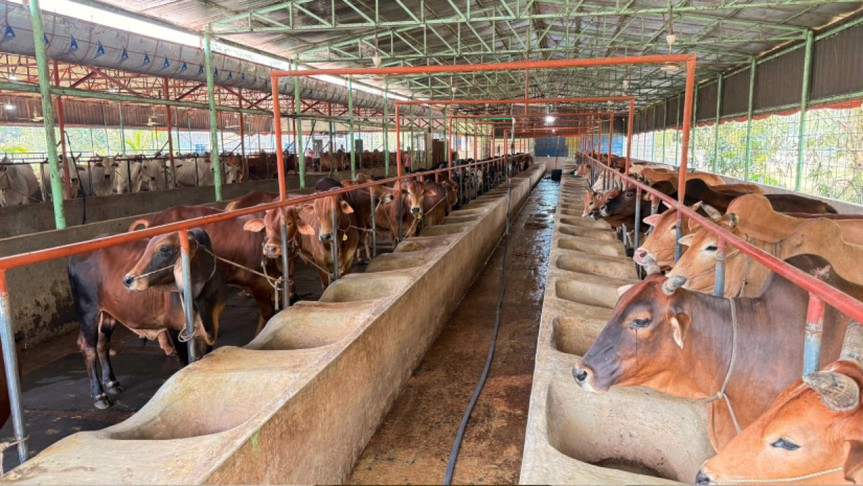 গরুর খামার