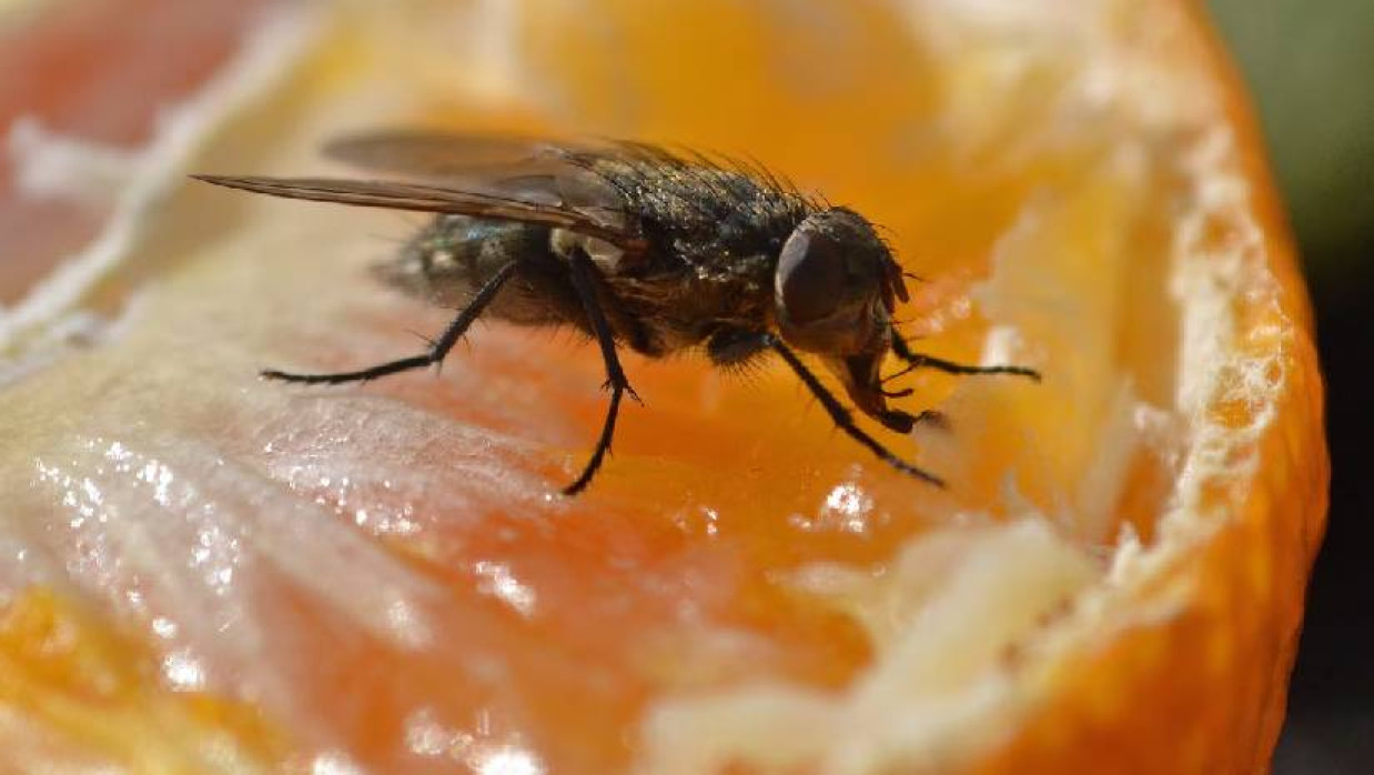 মাছির উপদ্রব