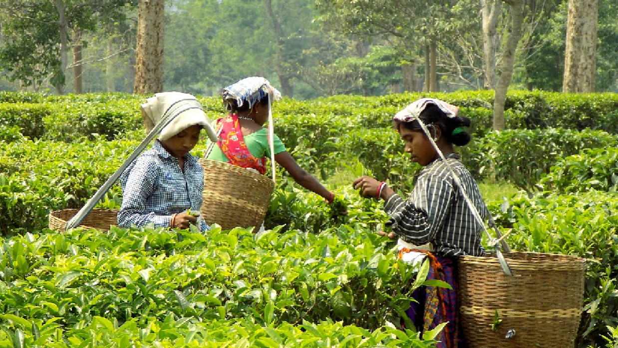চা বাগানে নারী শ্রমিক