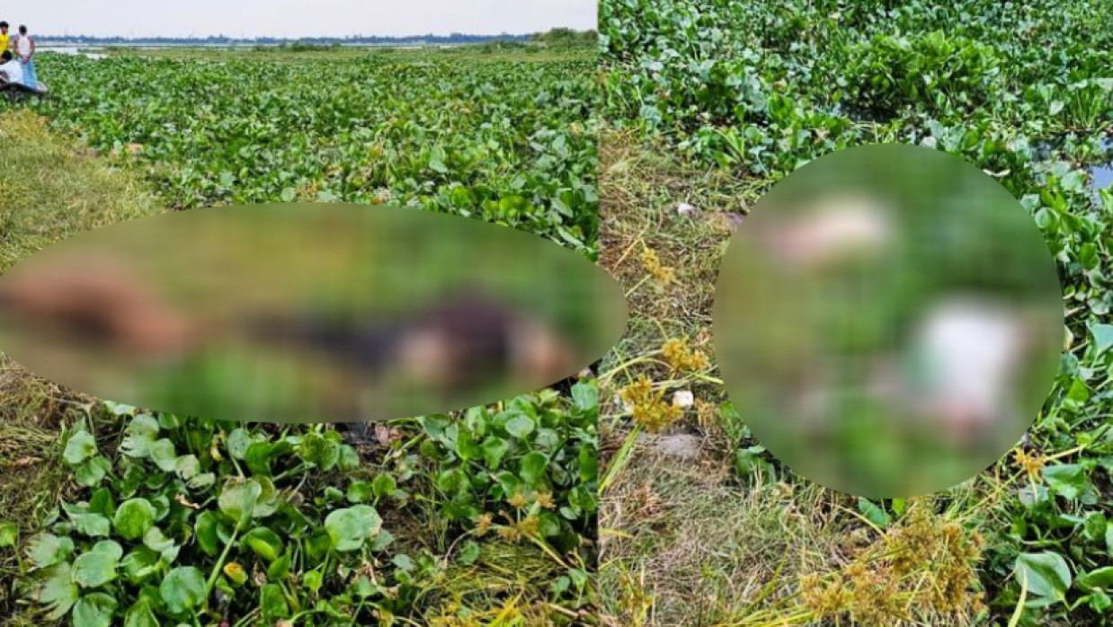 ভেসে ওঠা গরুর মৃতদেহ