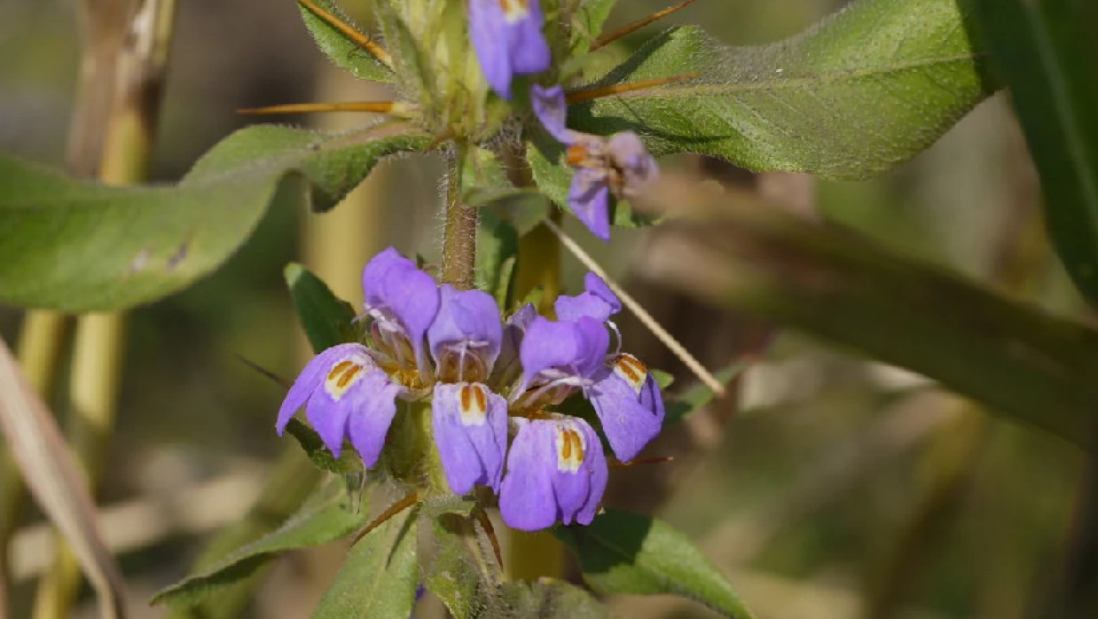 তালমাখনা