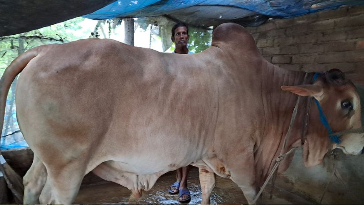 পাকিস্তানি শাহিওয়াল জাতের এই ষাঁড়ের নাম ‘মন্টু’