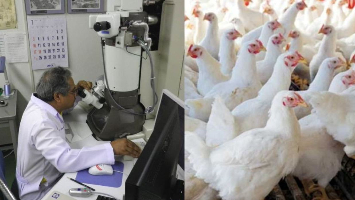 মুরগির আইবিএইচ ভাইরাসের দুই সেরোটাইপ শনাক্ত