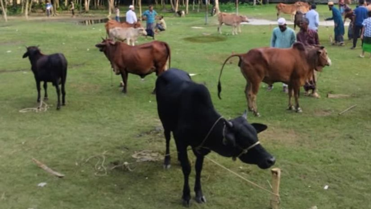 ফাঁকা গরুর হাট