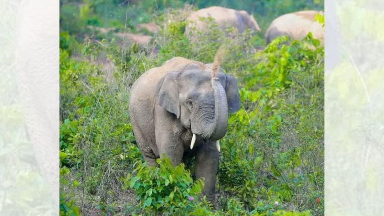বন্যহাতির দল