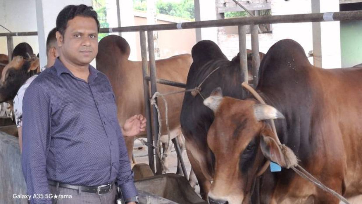 কোরবানির জন্য প্রস্তুত করা হয়েছে এসব গরু। শার্শার বড়আঁচড়া অ্যাগ্রো ফার্মে