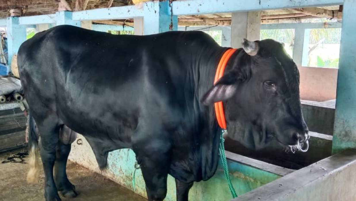 ষাঁড় ‘বাংলার বস-৫’