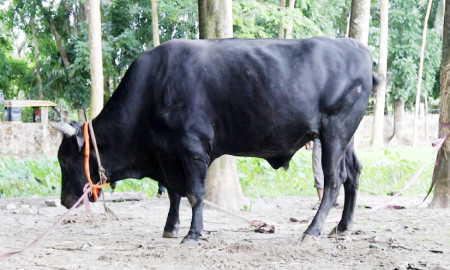 রাজধানীর হাট মাতাবে ২৫ মণ ওজনের ‘বীর বাহাদুর’