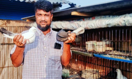 চাকরি ছেড়ে কবুতর পালন, মাসে আয় ৪০ হাজার