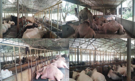 আত্মপ্রত্যয়ী যুবকের গরুর খামার থেকে বছরে আয় ৫ কোটি টাকা